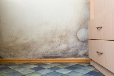 Housing Survey Reveals 12% of Social Housing Residents in England and Wales Affected by Mould and Damp