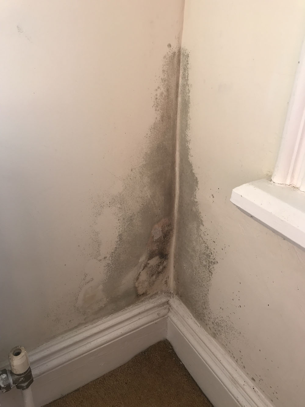 damp and mould