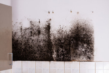 Trade body calls for more stringent enforcement of Building Regulations to tackle issues with damp and mould in homes
