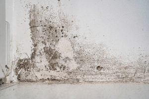 Action on damp and mould