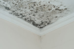 Housing sector comes together to address damp and mould