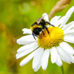 Wates launches Wates Wildscape, dedicated to supporting nature to thrive