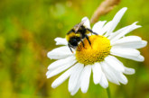 Wates launches Wates Wildscape, dedicated to supporting nature to thrive