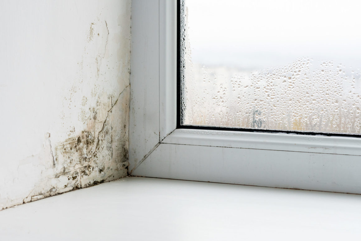 Lucion warns Awaab’s Law demands prevention, not reaction, on damp and mould compliance
